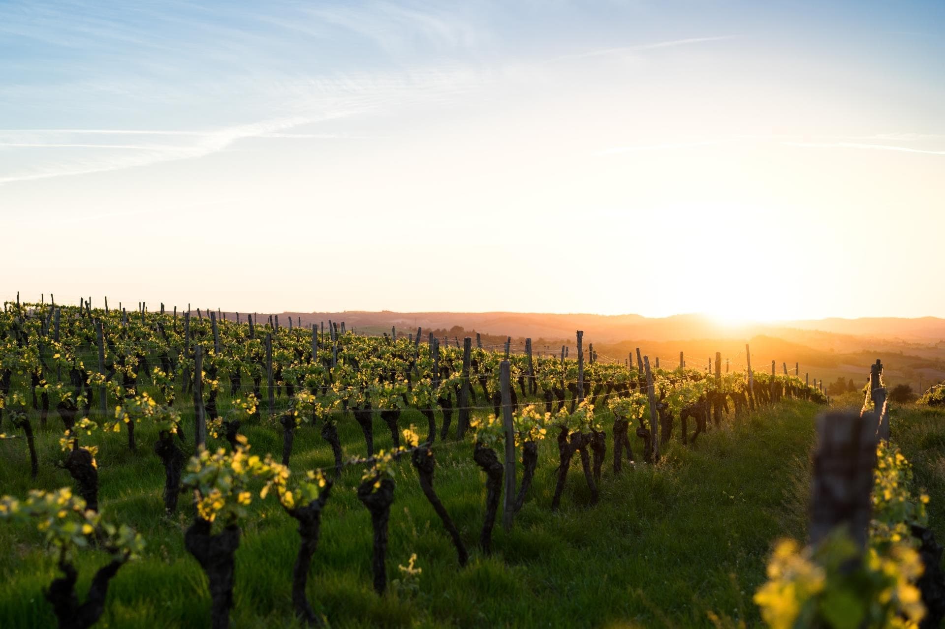 Ruta del vino de La Rioja